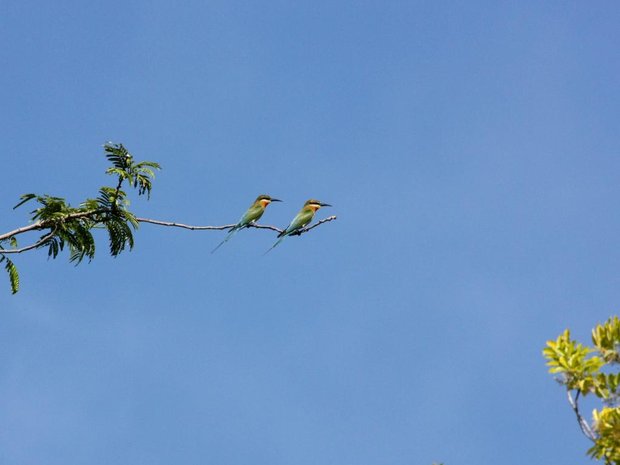 Щурка (Merops philippinus - Blue-tailed Bee eater)