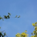 Щурки (Blue-tailed Bee eater- Merops philippinus)
