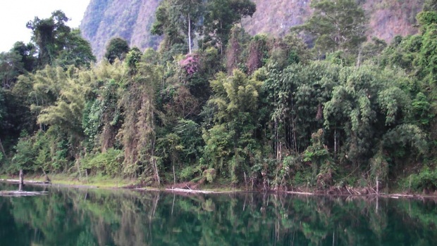 Тропическая растительность на берегах озера
