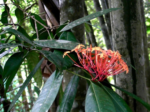 Цветок из джунглей Таиланда