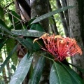 Цветок из джунглей Таиланда