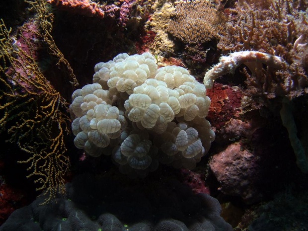 Пузырчатый коралл (Plerogyra sinuosa / Bubble Coral)