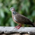 Горлица (Spotted-necked Dove - Streptopelia chinensis)