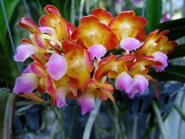 Орхидея Аскоценда