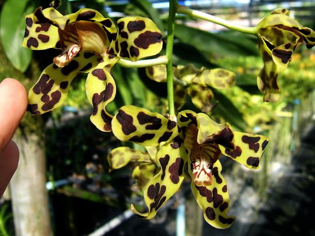 Орхидея Grammatophylum 