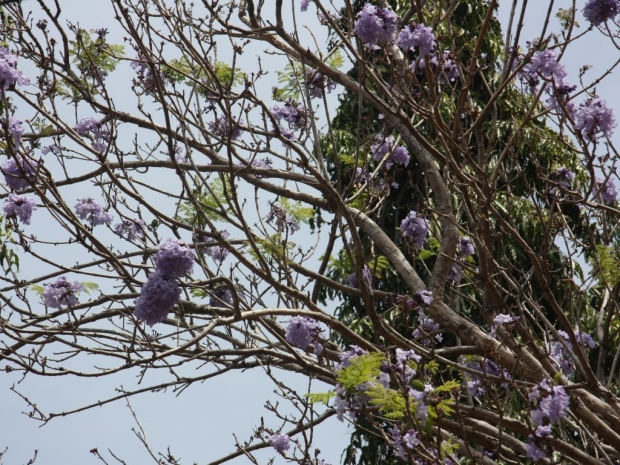Цветущее дерево Жакаранда (Jacaranda obtusifolia )