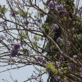 Цветущее дерево Жакаранда (Jacaranda obtusifolia )