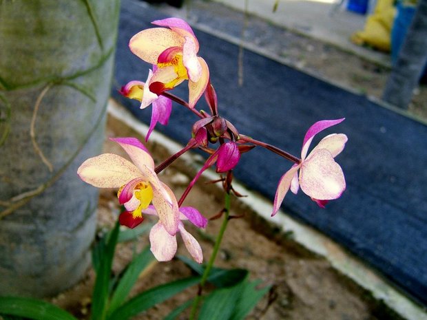 Земляная орхидейка Spathoglottis plicata