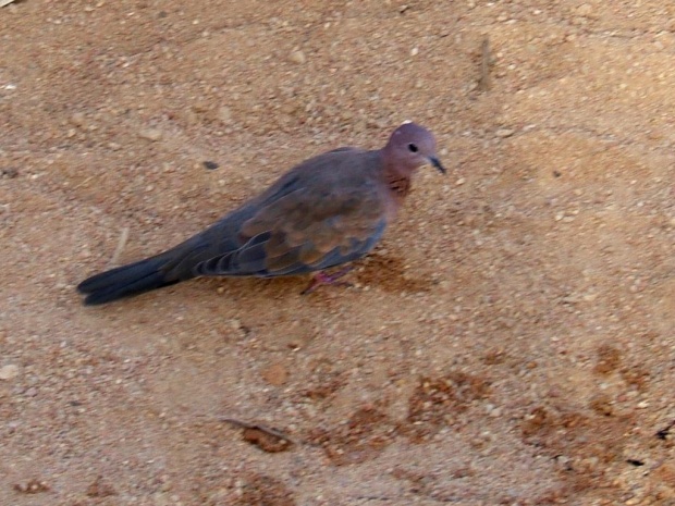Малая египетская горлица (Laughing Dove - Streptopelia senegalensis)