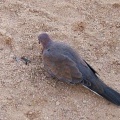 Малая египетская горлица (Laughing Dove - Streptopelia senegalensis)