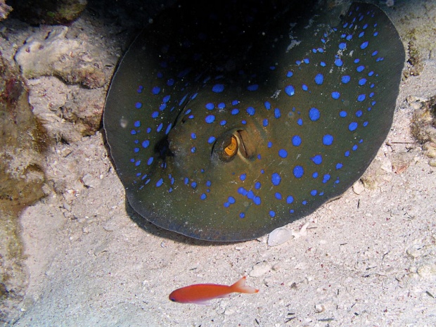 Пятнистый рифовый хвостокол (Taeniura lumma)