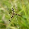 Аргиопа, паук-зебра (Argiope bruennichi)