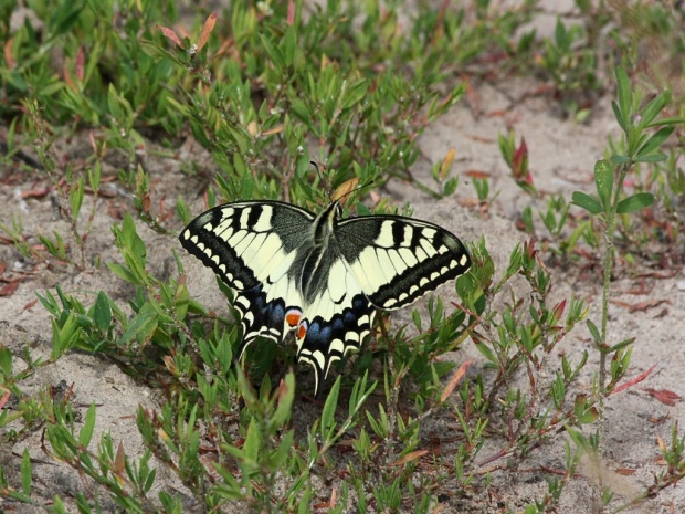 Махаон  (Papilio machaon)