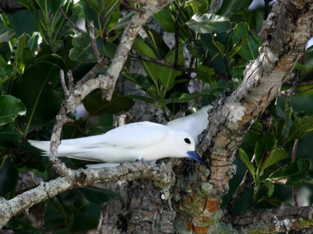 Белая крачка (Gygis alba)