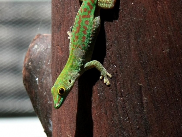 Фельзум или дневной мадагаскарский геккон (Phelsuma astriata)