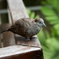 Горлица (Peaceful Dove - Geopelia striata)