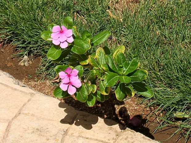 Катарантус (Catharanthus roseus) или Барвинок розовый (Vinca rosea)