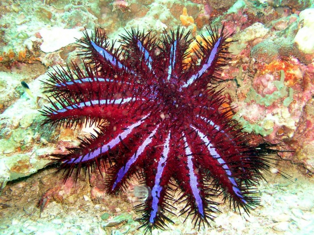 Морская звезда - терновый венец (Acanthaster planci)