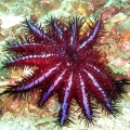 Морская звезда - терновый венец (Acanthaster planci)