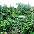 Бурная тропическая растительность