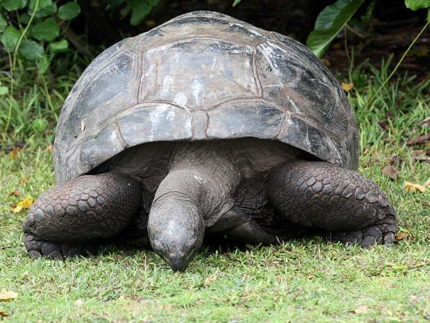 Гигантская черепаха