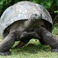Гигантская черепаха, или сейшельская черепаха (Megalochelys gigantea)
