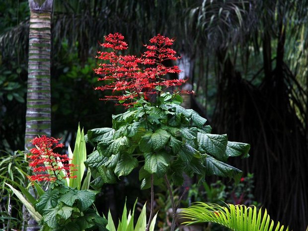 Красный цветок - Клеродендрум метельчатый (Clerodendrum paniculatum)