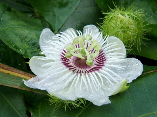 Пассифлора (Passiflora foetida)