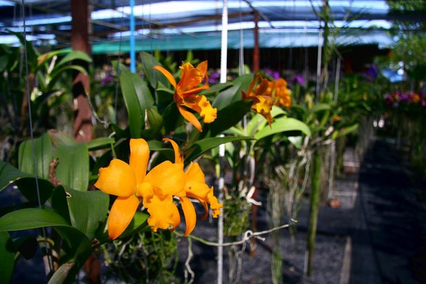 Орхидеевая ферма