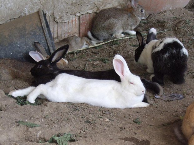 Лежбище кроликов