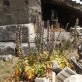 Цветы на развалинах римского Форума (Акант / Acanthus sp.)