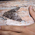Ночная бабочка Psilogramma menephron (Sphingidae)