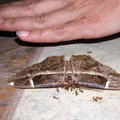 Ночная бабочка Erebus ephesperis (Erebidae)