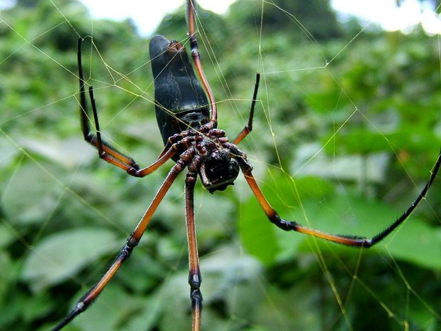 Сейшельский паук
