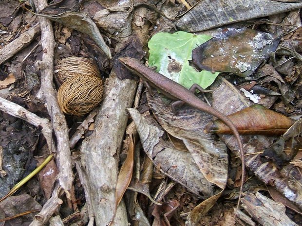 Ящерица Mabuya seychellensis