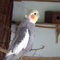 Попугай Нимфа или Корелла (Cockatiels / Nymphicus hollandicus)