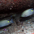Gold saddle Rabbitfish (Siganus guttatus)