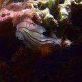 Голожаберный моллюск