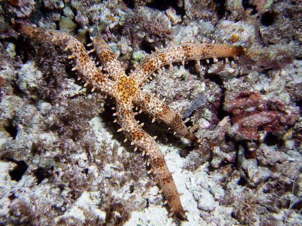 Морская звезда Mithrodia clavigera