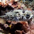 Рыба-ёж (Blotched Porcupinefish / Diodon liturosus)