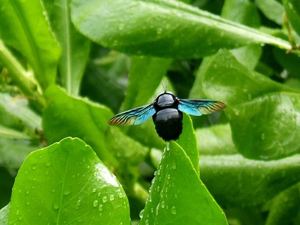 Пчела́-пло́тник фиолетовая (лат. Xylocopa violacea)