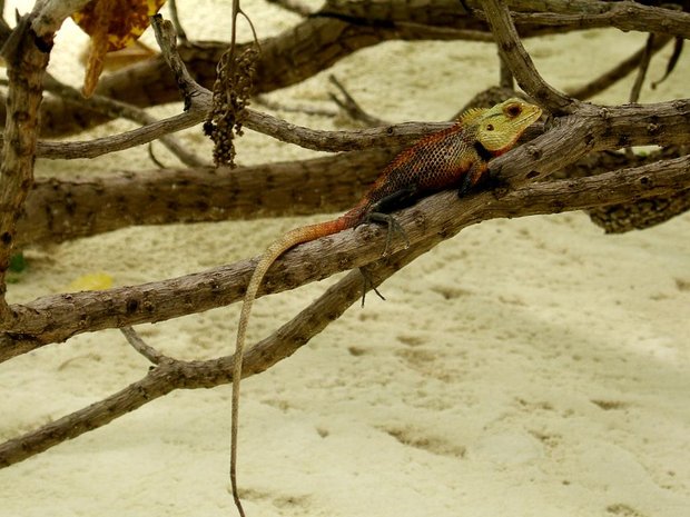 Ящерица Калот кровопийца (Calotes versicolor)