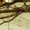 Ящерица Калот кровопийца (Calotes versicolor)