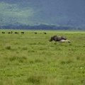 Носороги и страусы