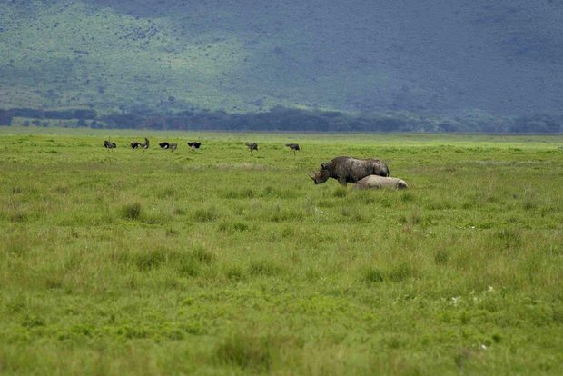 Носороги и страусы
