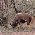 ЮАР. Ньяла (Nyala / Tiefland-Nyala / Tragelaphus angasii)