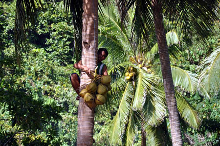 Сбор кокосов