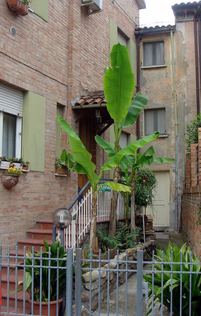 Банановое дерево и жилой дом