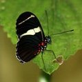 Бабочка Heliconius Sara