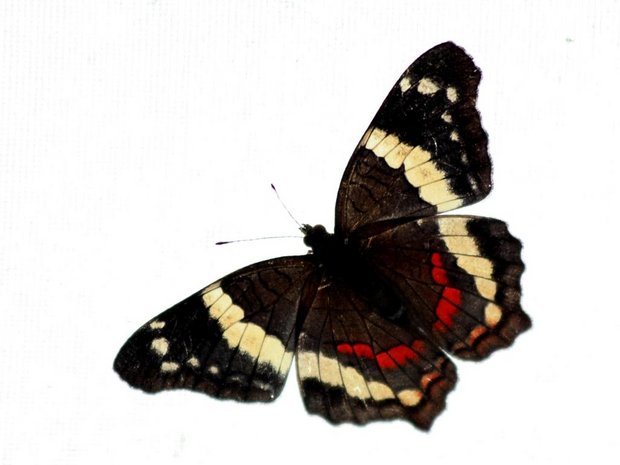 Бабочка Полосатый павлин (Anartia fatima / banded peacock)